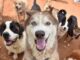 NPF Issues Stern warning To Dog Owners